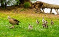 Egyptian goose with goslings on green grass at lake