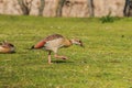 Egyptian Goose On Green Lawn In Sunshine