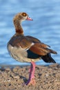 Egyptian Goose, Head Turned