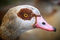 Egyptian goose Alopochen aegyptiaca in Kelsey Park, Beckenham, London