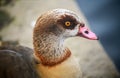 Egyptian goose Alopochen aegyptiaca in Kelsey Park, Beckenham, London