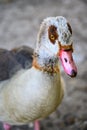 Egyptian goose Alopochen aegyptiaca