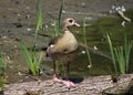 Egyptian goose