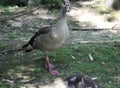 Egyptian goose