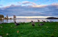 Egyptian Goose on Lake Schwerin with colorful clouds in the background. Beautiful natural scene