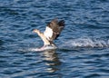 Egyptian Goose Landing Royalty Free Stock Photo