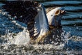 Egyptian goose landing on lake Royalty Free Stock Photo