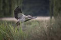 Egyptian goose landing in the reed beds Royalty Free Stock Photo