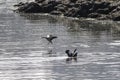 Egyptian goose landing in the river Royalty Free Stock Photo