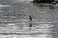 Egyptian goose landing in the river Royalty Free Stock Photo