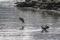 Egyptian goose landing in the river Royalty Free Stock Photo