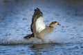 Egyptian goose landing with a splash Royalty Free Stock Photo