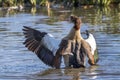 Egyptian goose landing on water Royalty Free Stock Photo