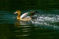 Egyptian goose landing on water Royalty Free Stock Photo