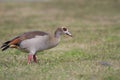 Egyptian Goose