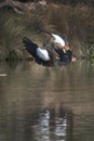 Egyptian goose making a sudden turn in mid air Royalty Free Stock Photo