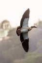 Egyptian Goose in mid flight Royalty Free Stock Photo