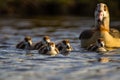 Egyptian Goose mother with her five goslings on the lake