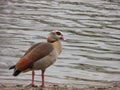 Egyptian goose