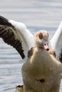 Egyptian goose. Nile valley bird considered sacred by the anciant Egyptians.