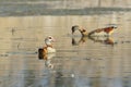 Egyptian goose