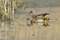 Egyptian goose