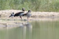 Egyptian goose relaxing on river edge