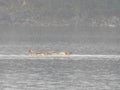 The Egyptian goose on rimov reservoir czech republic