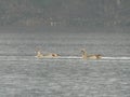 The Egyptian goose on rimov reservoir czech republic