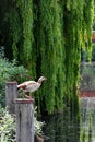 Egyptian Goose, River Wensum, Norwich, England