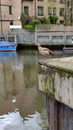 Egyptian Goose, River Wensum, Norwich, Norfolk, England, UK