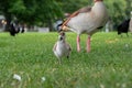 The Egyptian goose sits on green grass with little gosling. Alopochen aegyptiaca portrait Royalty Free Stock Photo