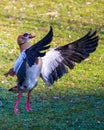 Egyptian goose spreading wings Royalty Free Stock Photo