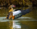 Egyptian goose with spread wings splashing in lake Royalty Free Stock Photo