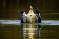 Egyptian goose with spread wings splashing on lake Royalty Free Stock Photo