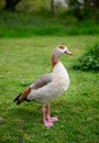 Egyptian goose standing on grass with head cocked in Chislehurst, Kent, UK