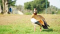 Egyptian goose standing on the grass and look to the camera