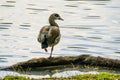 Egyptian goose standing on one leg on lake shore