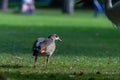 Egyptian Goose standing in the park Royalty Free Stock Photo