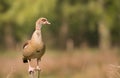 Egyptian goose standing on a pole. Royalty Free Stock Photo
