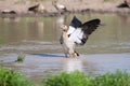 Egyptian goose standing in water flapping wings to dry Royalty Free Stock Photo