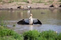 Egyptian goose standing in water flapping wings to dry Royalty Free Stock Photo