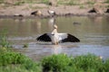 Egyptian goose standing in water flapping wings to dry Royalty Free Stock Photo