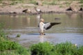 Egyptian goose standing in water flapping wings to dry Royalty Free Stock Photo