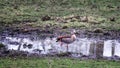 Egyptian goose stands one-legged in a puddle Royalty Free Stock Photo