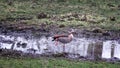 Egyptian goose stands one-legged in a puddle Royalty Free Stock Photo