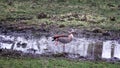 Egyptian goose stands one-legged in a puddle