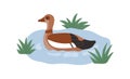 Egyptian Goose Swimming In Nile Water. Aquatic Bird In River. Wild Feathered Animal, Egypts Duck. African Alopochen