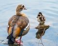 Egyptian goose with two cute small chicks on lake Royalty Free Stock Photo