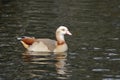 The Egyptian goose up close swimming in a pond